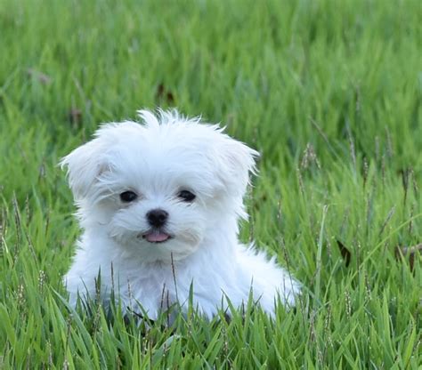 maltese breeders near me.